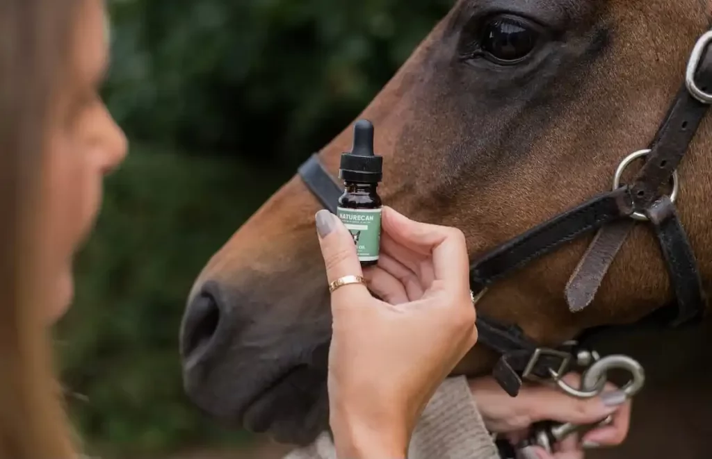 CBD for horses
