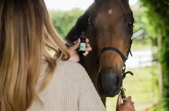 CBD for horses