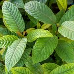 Ensuring Quality and Potency: Key Factors When Purchasing Kratom Online