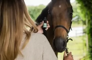 Buying The Right CBD Products for Horses